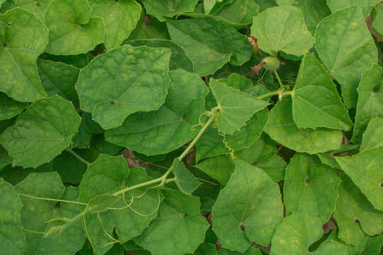 Trichosanthes dioica, also known as pointed gourd, is a vine plant in the family Cucurbitaceae, similar to cucumber and squash, though unlike those it is perennial.