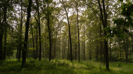 Fototapeta premium quiet green forest in the warm sunshine in the rain