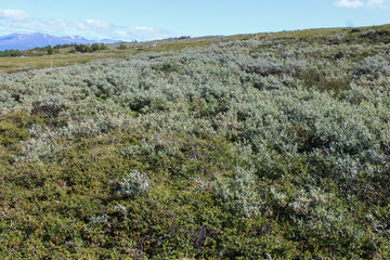 Salix lapponum, the downy willow in the arctic tundra