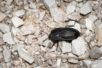 A big black carrion beetle on the ground