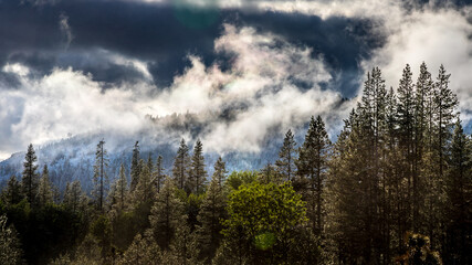 cloudy sky and beautiful trees
