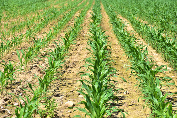 Fototapeta premium Young corn plants in a field. Maize or sweetcorn plants background. Cornfield texture. Agricultural and farm concept.