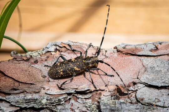 A big beautiful longhorn beetle sitting on a trunk