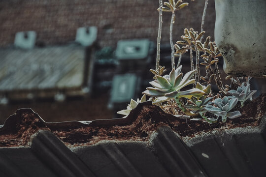 Old buildings and succulent plants in Taiwan 台湾の古いビルと多肉植物
Processed with VSCO with f2 preset
