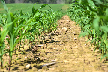 Young corn plants in a field. Maize or sweetcorn plants background. Cornfield texture. Agricultural  and farm concept.