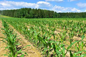 Fototapeta premium Young corn plants in a field. Maize or sweetcorn plants background. Cornfield texture. Agricultural and farm concept.