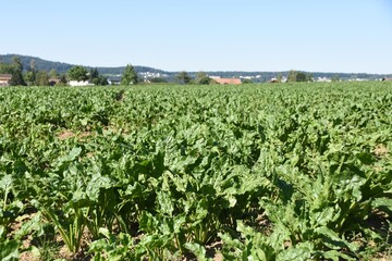 Fototapeta na wymiar Field of fodder sugar beet on the countryside in Switzerland during summer with roof of houses, trees and blue sky in background 