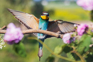 bee-eater flaps its wings among spring flowers