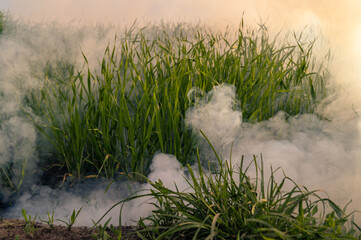 The silver smoke in grass