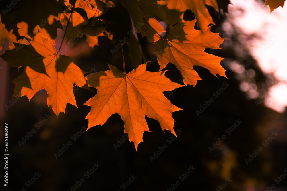 Canvas Prints red maple leaves on the branches