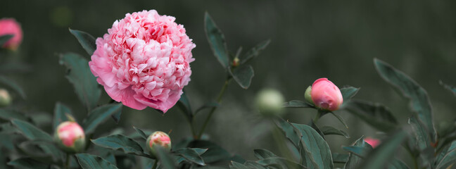 Pale pink peonies on a background of green leaves. © lms_lms