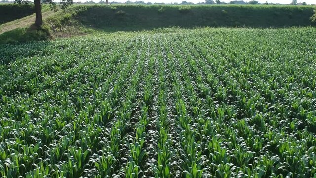sorvolo con drone campo di granturo e superamento di argine con vista su altre coltivazioni