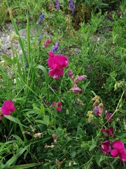 pink flowers in the garden