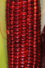 Close up Siam Ruby Queen Corn 