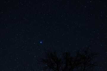 Long exposure night photo. A lot of stars with trees on foreground. Far from the city.