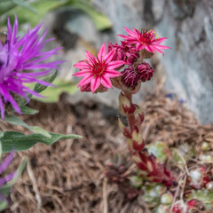 Fleurs dans le parc du Mercantour - Flowers alpin moutain