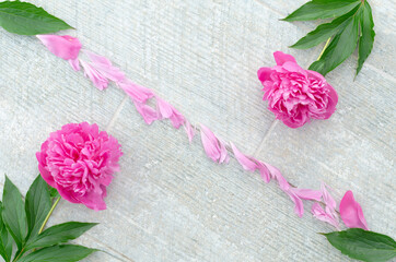 Beautiful pink peony flowers on white grey stone background with copy space for your text top view and flat lay style. Greeting card and romantic concept.