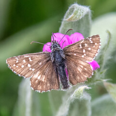 Papilon sur une fleur - Butterfly on a flower