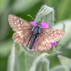 Papilon sur une fleur - Butterfly on a flower
