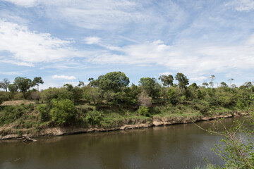 river and trees