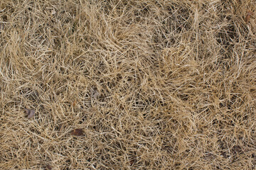 Dry grass land in winter.