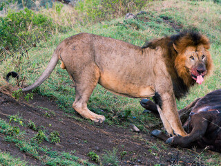 Hungry Lion