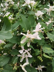 white and yellow flowers