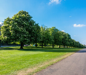 trees in the park