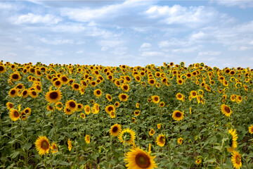 Obraz premium Field with sunflowers. Beautiful sunflower. Sunflower closeup. 