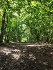 Obraz premium Forest