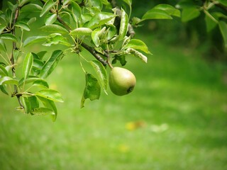 Selective focus shot of peer on a tree
