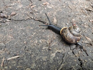 Snail