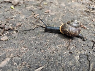 Snail