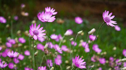 Obraz premium flowers covered with drops of water after rain on the lawn