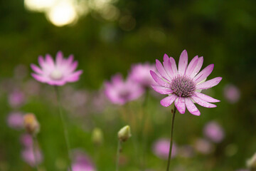 Obraz premium flower with drops of water on pink petals on a flower meadow