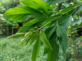 Close up green pigeon pea (also called Gude, kacang gude, kacang kayo,, kacang bali, Cajanus cajan, red gram, tur, pwa kongo, gungo peas) leaves with a natural background.