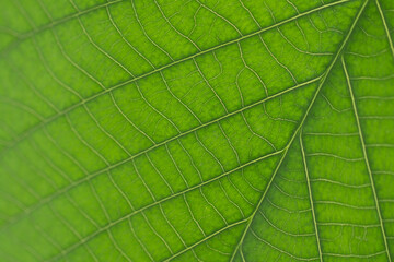 Closeup of some pictures of patterns or fibres on green leaves, bright and beautiful in nature. The...