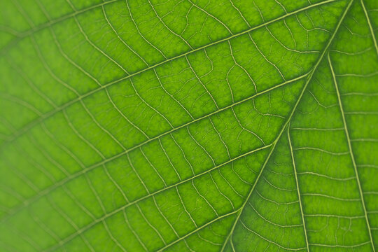 Closeup of some pictures of patterns or fibres on green leaves, bright and beautiful in nature. The picture has some sharpness.