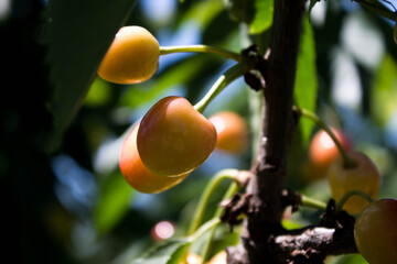 yellow cherry on a branch with leaves