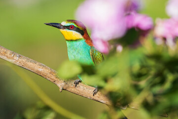 portrait of a bee-eater sitting among beautiful flowers