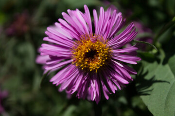 small purple flower in macro shot on a park background