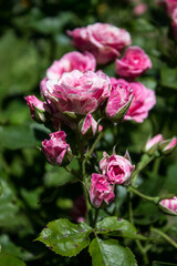 small pink rose flower on a park background