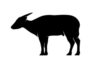 Isolated Vector Endemic Animal of Sulawesi. Anoa Silhouette on White Background