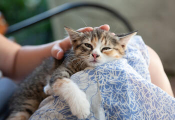 Little playful kitten on the hands and knees of a girl in a blue sundress plays and sleeps