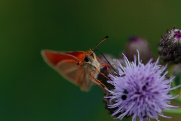 Schmetterling auf lilaner Blüte, Macroaufnahme