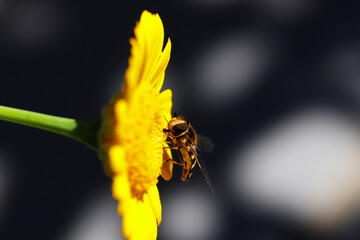 Biene auf Blüte im Sonnenschein, Macroaufnahme