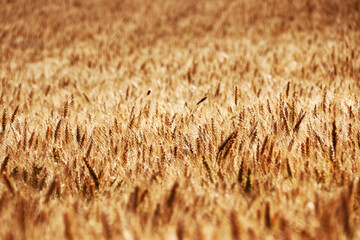 Weizenfeld im Wind und Sonnenschein