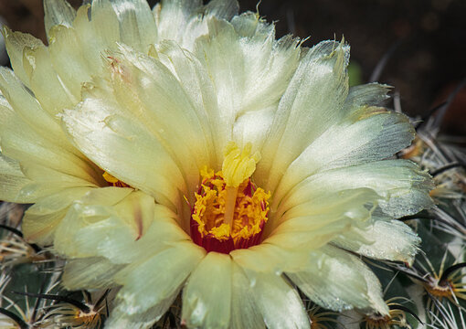 Closeup Macro Of A Yellow Rhinoceros Sea Urchin Coryphantha Cornifera Cactus Flower Showing Fine Detail Of The Petals Stamens Pistil Pollen And Spines Stock Photo Adobe Stock
