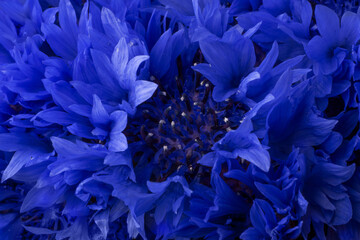 Texture background from blue flowers of cornflowers. Close-up, macro