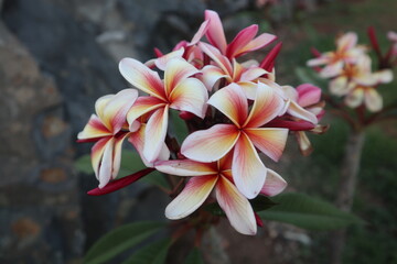 frangipani